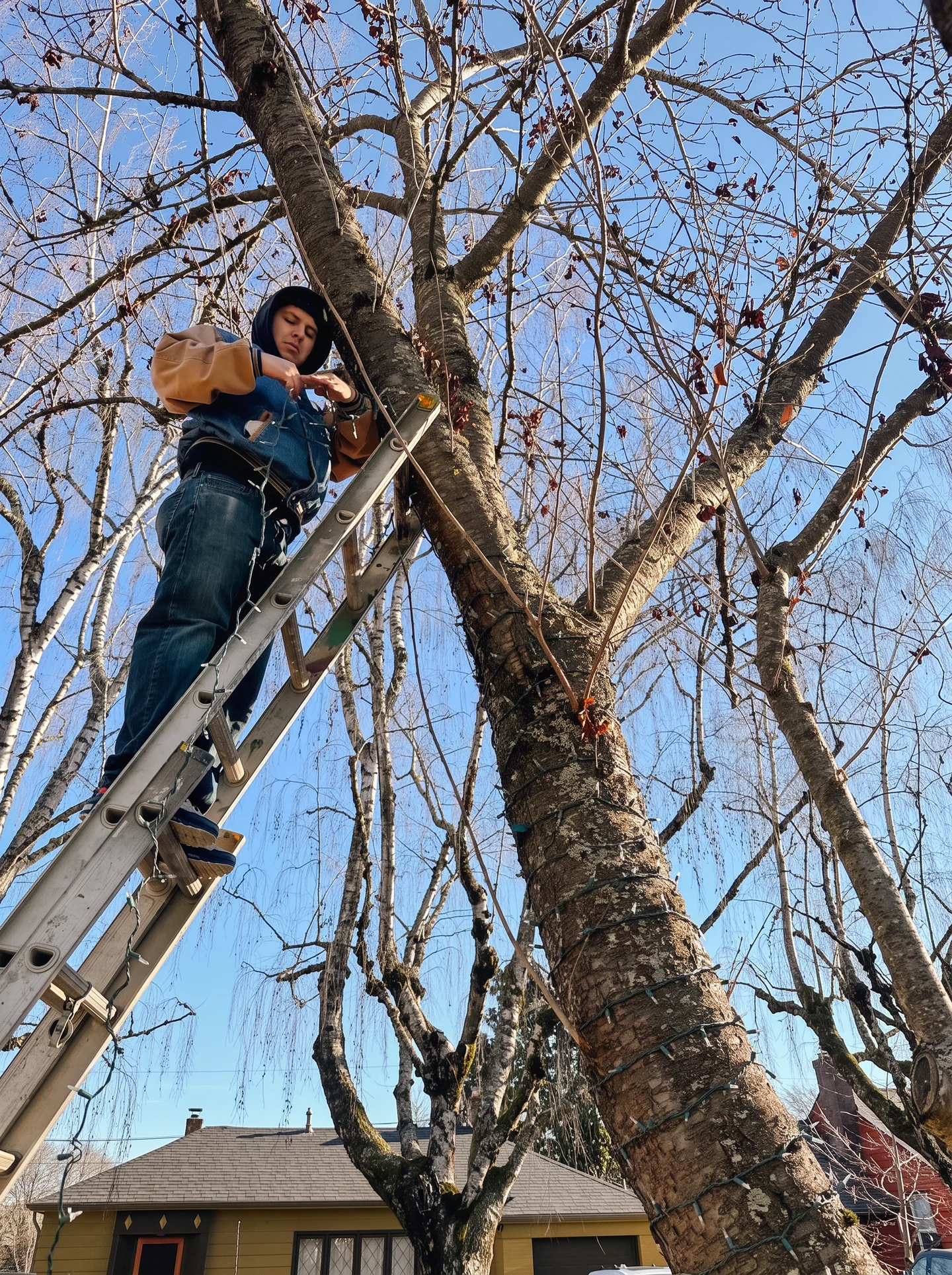 North Pole Lighting Co. crew member carefully wrapping a mature tree with holiday lights